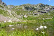 37 Bianchi eriofori al  Lago di Ponteranica inf.